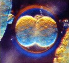 Glow in the dark human embryo? Human embryo